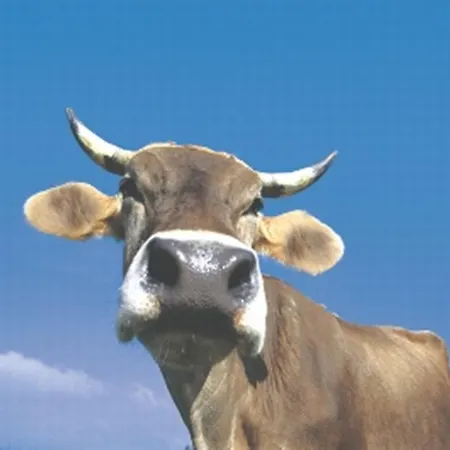 Bergzeit *