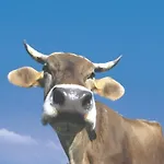 Bergzeit *